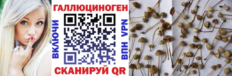 Псилоцибиновые грибы прущие грибы  Купить  Красноярск 